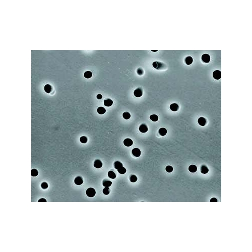 Polycarbonate Membrane Polycarbonate Membrane